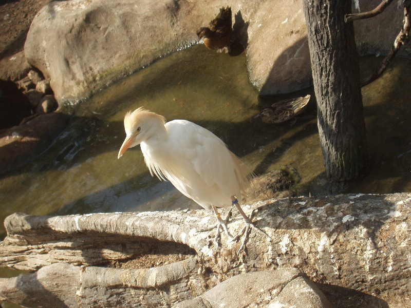 image11