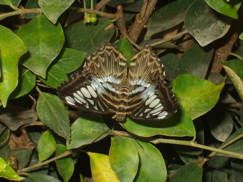 image12