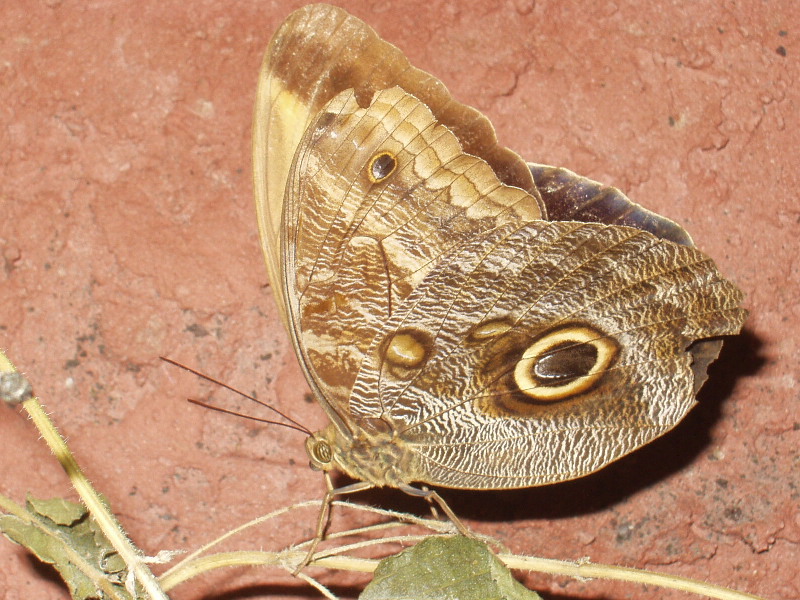 image5
